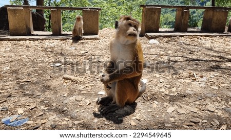 Wild monkey on the road in Sri Lanka 