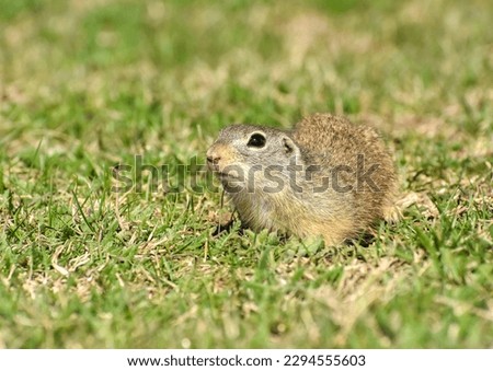 Spermophilus citellus in the spring in the field 6