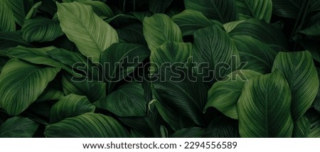Nature leaves, green tropical forest, backgound illustration concept Royalty-Free Stock Photo #2294556589