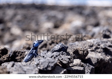 blue lizard in rocky environment