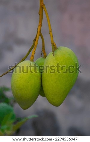 This is a picture of an unripen Apple Mango