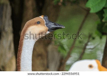 Close up of goose head 