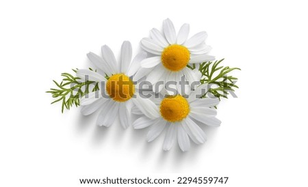 Beautiful Daisies Flowers.Yellow Center Isolated On White Background Royalty-Free Stock Photo #2294559747