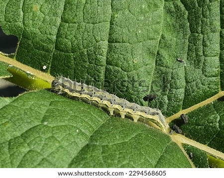 Close up on a caterpillar of cotton bollworm or corn earworm, feeding on a leaf. Helicoverpa armigera larva eating paulownia leaves. Agricultural pest. Insects crop damage. Royalty-Free Stock Photo #2294568605