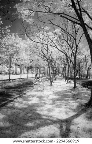 infrared park beautiful trees, and nature outdoors
