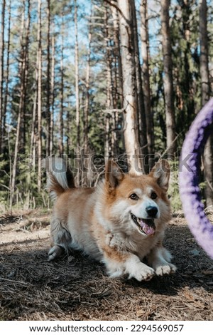 A corgi dog runs through the woods