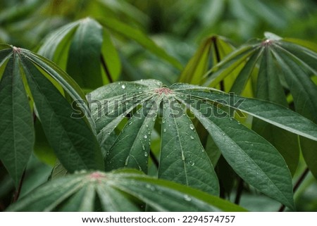 Close-up of dew drops on a fresh green natural leaf in rainy season