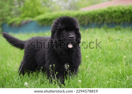 Newfoundland dog breed in an outdoor. Big   Rescue dog. Show breed of dog Royalty-Free Stock Photo #2294578819