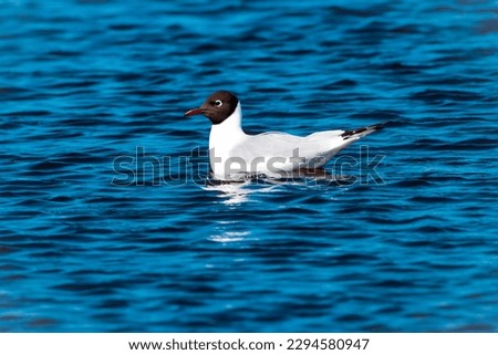 A beautiful animal portrait of a Mediterranean Gull on a lake