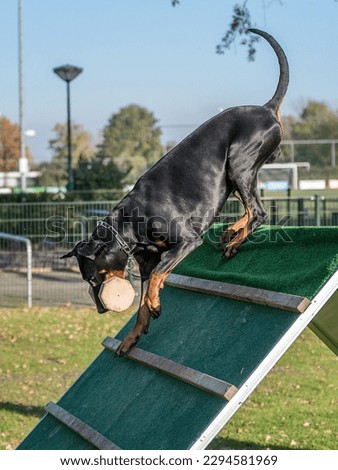 Dobermann with natural ears and tail training for schutzhund, igp, ipo Royalty-Free Stock Photo #2294581969