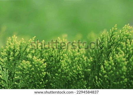 Spring nature. Young twigs of Thuja closeup. Fresh green leaves, branches of white cedar on blurred background. Young twigs of evergreen. White Cedar. Thuja green leaves. Copy space. Ecology Royalty-Free Stock Photo #2294584837
