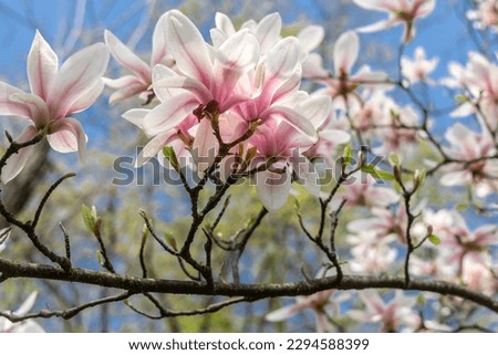 Pink magnolia flowers blooming on the tree in springtime.  