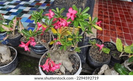 Klaten - April 16 2023: Many pink frangipani flowers bloom in pots.