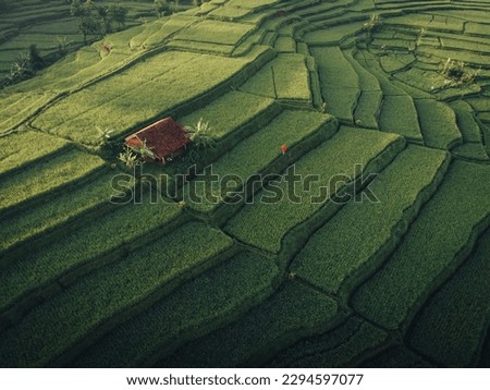 the beauty of the neat rice fields and the addition of a farmer's house