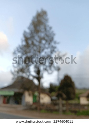 blurred picture of a tree beside the road 
