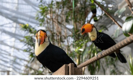 Photo of Toco Toucans in Vogel Park, Shimane Prefecture, Japan