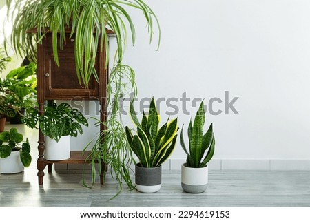 Indoor plants variete - sansevieria, chlorophytum in the room with light walls, indoor garden concept Royalty-Free Stock Photo #2294619153