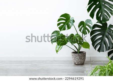 Monstera deliciosa or Swiss Cheese Plant in a pot on a gray floor, home gardening and connecting with nature concept with copy space Royalty-Free Stock Photo #2294619291