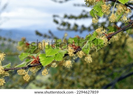 Flowers and new leaves of the beech (Fagus sylvatica) Royalty-Free Stock Photo #2294627859