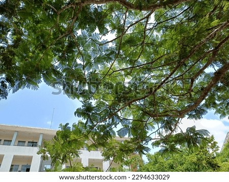 Inside Can Tho university campus: tree, leaves, sun..., Vietnam