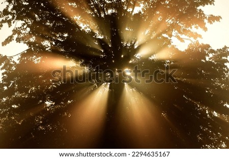 bright sunlight shines through the branches of the trees Royalty-Free Stock Photo #2294635167