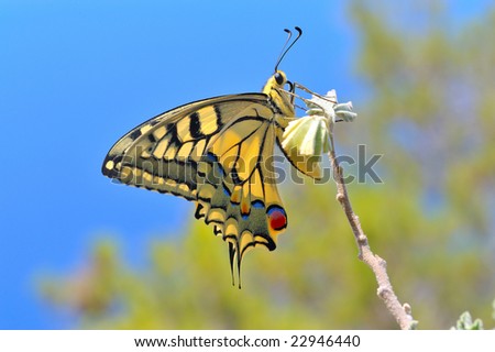 wonderful butterfly in nature - Eastern Tiger Swallowtail