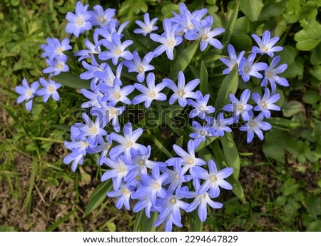 Scilla luciliae is flowering plant in family Asparagaceae, Scilla sect. Chionodoxa,  Bossier's glory-of-the-snow or Lucile's glory-of-the-snow in spring Royalty-Free Stock Photo #2294647829