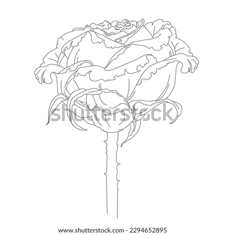 One line drawing. Garden rose with leaves. Hand drawn sketch, hand drawn rose, line art. Eps 10. Vector illustration.