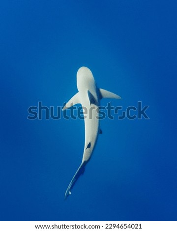 Underwater Top Down of shark swimming in Hawaii