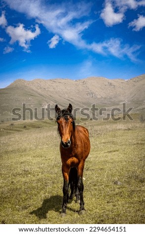 Picture of horse near the mount of Lalvar in Armenia