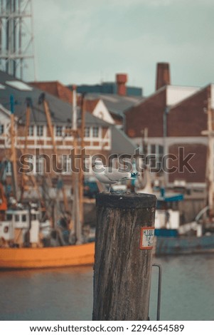 Bird in the port north germany