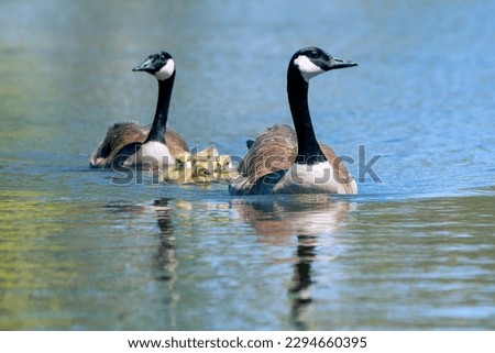 A Canada goose (branta canadensis) mother and father swim with their baby goslings in a lake