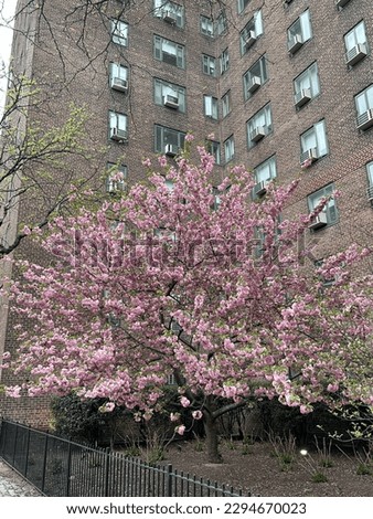 Cherry blossoms in NYC during spring season.