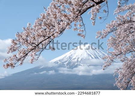 Fuji mountain and cherry blossoms Sakura in spring at Kawaguchiko, Japan.