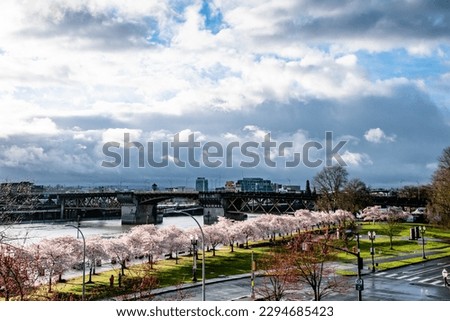 Blooming Cherry Blossom Trees Along Waterfront in Portland, OR