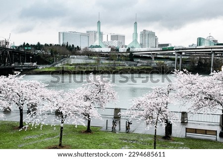 Blooming Cherry Blossoms and Oregon Convention Center in Portland, OR