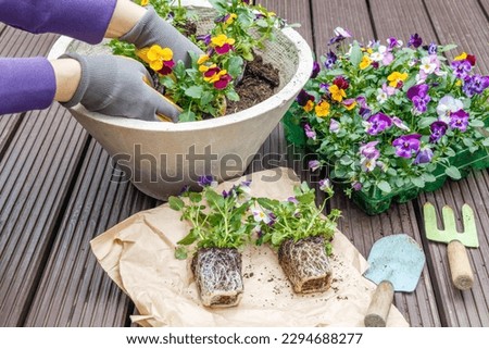 Hands in gardening gloves holding a seedling of pansies during transplanting on the patio terrace. High quality photo
