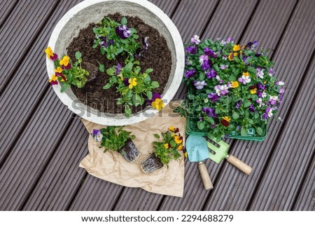 Top view of a planting pot with a pansy seedlings tray box and gardening tools next to it. High quality photo