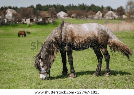 A beautiful gray thoroughbred horse with a long mane grazes, eats green grass in a meadow, pasture in the countryside, on a farm in the village. Photography, close-up portrait of an animal in nature.