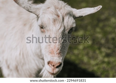 Photography, close-up portrait of the head of a white curly goat. Animal in nature.