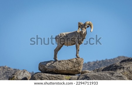 Big horn sheep, (Ovis canadensis) is a species of sheep native to North America. It is named for its large horns.  Royalty-Free Stock Photo #2294711933