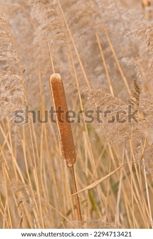 Flowers of great bulrush reedmace in the marsh, selective focus - Typha latifolia Royalty-Free Stock Photo #2294713421