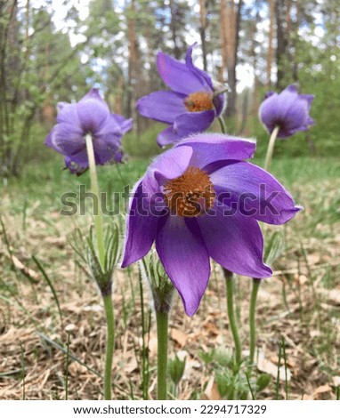 Pulsatilla pratensis or Pasqueflower in the forest at spring. Dream-grass spring flowers.Selective focus. Royalty-Free Stock Photo #2294717329
