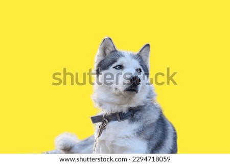 Miniature Siberian Husky Sitting in yellow background

