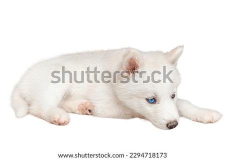 Siberian Husky in white background
