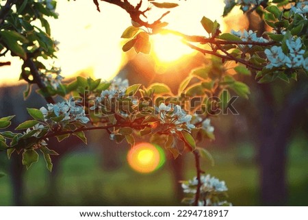 Branch of an apple tree in an old orchard illuminated by evening sun Royalty-Free Stock Photo #2294718917