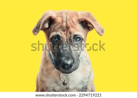 Treeing Tennessee Brindle dog in yellow background
