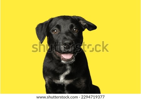Labrador Retriever dog happy in yellow background

