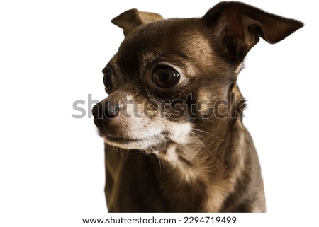 Chihuahua dog in white background

