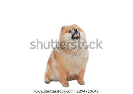 Pomeranian dog in white background
